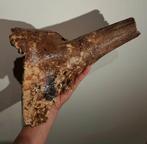 Schedel steppe-wisent fossiel noordzee hoorn, Verzamelen, Mineralen en Fossielen, Ophalen of Verzenden, Fossiel