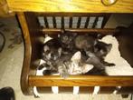 kittens, Dieren en Toebehoren, Katten en Kittens | Overige Katten, Meerdere dieren, Kortharig, 0 tot 2 jaar