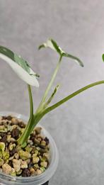 Alocasia Okinawa Silver Variegata, Ophalen of Verzenden, Halfschaduw, Minder dan 100 cm