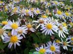 Aster ageratoides Asran herfstaster vaste planten, Tuin en Terras, Planten | Tuinplanten, Ophalen of Verzenden, Zomer, Overige soorten