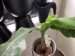 Bananen plant met pot op standaard, Huis en Inrichting, Kamerplanten, Ophalen, Overige soorten, Minder dan 100 cm