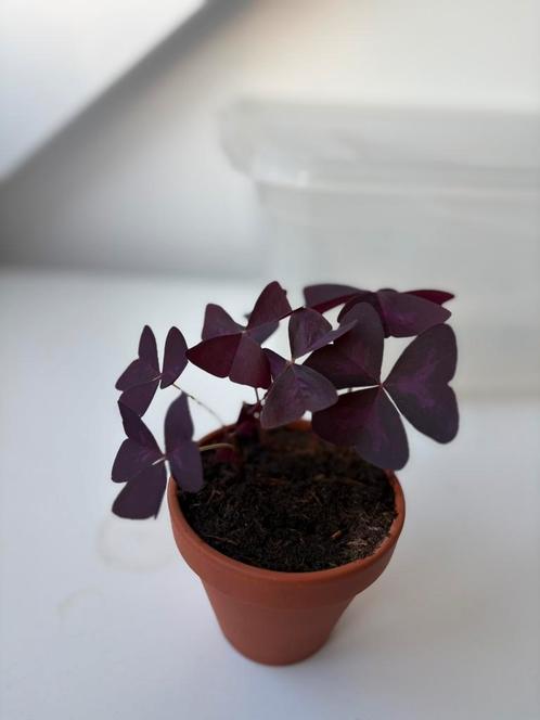 Oxalis triangularis plant (geluksklaver), Huis en Inrichting, Kamerplanten, Overige soorten, Minder dan 100 cm, Ophalen of Verzenden