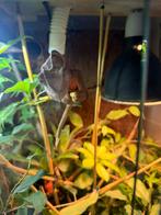 Te koop panter kameleon vrouw met terrarium, Dieren en Toebehoren, Slang, Met terrarium, 0 tot 2 jaar