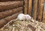 Jonge tamme dwergratten ( rechtstreeks van de fokker), Dieren en Toebehoren, Rat, Augustus, Meerdere dieren, Tam