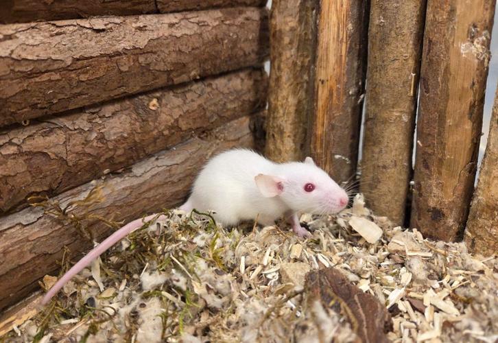 Jonge tamme dwergratten ( rechtstreeks van de fokker), Dieren en Toebehoren, Knaagdieren, Meerdere dieren, Rat, Augustus, Tam