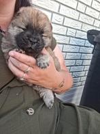 Thuis nestje chow chow pups, Dieren en Toebehoren, Honden | Poolhonden, Keeshonden en Oertypen, Rabiës (hondsdolheid), 8 tot 15 weken