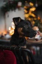 Fotos/ Videos van uw huisdier ( Hond, kat, Paardd, Kip), Dieren en Toebehoren, Ophalen, Nieuw