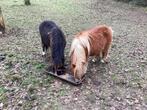 Te koop: Shetlander pony’s, Dieren en Toebehoren, Ruin, A pony (tot 1.17m), Recreatiepony, Ontwormd