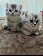 Birtse korthaar+langhaar kittens, Meerdere dieren, 0 tot 2 jaar