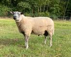 Bleu du maine x Engelse Texelaar dekram, Dieren en Toebehoren, Schapen, Geiten en Varkens, Mannelijk, Schaap