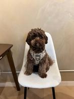 Boomer x Poedel zoek ander huisje, ter overname, Dieren en Toebehoren, Rabiës (hondsdolheid), 1 tot 2 jaar, Eén hond, Nederland