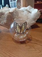 Prachtige vlinder in stolp hoogte 10 cm, Huis en Inrichting, Woonaccessoires | Stolpen, F, Nieuw, Ophalen of Verzenden, H