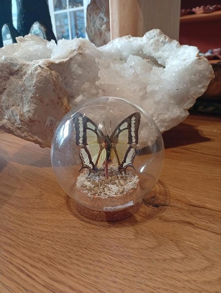 Prachtige vlinder in stolp hoogte 10 cm, Huis en Inrichting, Woonaccessoires | Stolpen, Nieuw, Ophalen of Verzenden