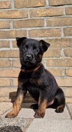 X mechelse/ Hollandse herder pups, 8 tot 15 weken, Meerdere, Meerdere dieren, Herder