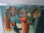 Blue Snakeskin Discus, Symphysodon Discus, Vis, Zoetwatervis