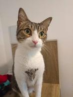 Jarela, Saturnalio, gered uit het asiel, 20-2-24, Dieren en Toebehoren, Kater, Kortharig, 0 tot 2 jaar