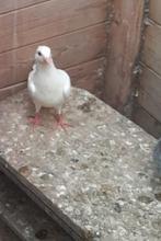 Zoek  2. Duivinnen postduiven. Hofe. Geen  ringen om, Dieren en Toebehoren