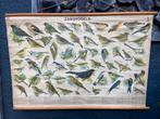 Vintage retro schoolplaat poster Zangvogels, Ophalen, Natuur en Biologie