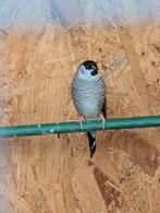 Ceresamadine man, Dieren en Toebehoren, Mannelijk, Tropenvogel
