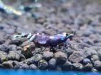 Purple metallic Nanashi garnalen caridina aquarium bezorging, Kreeft, Krab of Garnaal