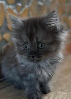 2 Blue smokey rusty  Maine coon X britse  kittens maincoon, Dieren en Toebehoren, Meerdere dieren, Gechipt