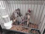 Grijsvleugel kanaries mozaïek poppen, Dieren en Toebehoren, Meerdere dieren, Kleurkanarie