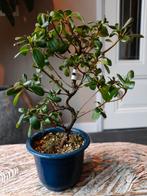 Satsuki Azalea Kaminoyamakirin bonsai, Tuin en Terras, Halfschaduw, Minder dan 100 cm, Zomer, Overige soorten