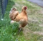 Brahma Buff broedeieren, Dieren en Toebehoren, Pluimvee, Meerdere dieren, Kip