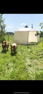 Schuilstal, Iglo, stal, hok, Dieren en Toebehoren, Schapen, Geiten en Varkens