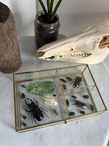 Prachtig Display Met Insecten Schildpad Schedel Taxidermie