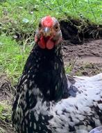 Jonge Wyandotte haan, Dieren en Toebehoren, Pluimvee, Mannelijk, Kip