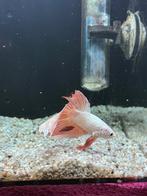 Betta / Kempvis - Dragon Scale Longfin, Dieren en Toebehoren, Vissen | Aquariumvissen, Vis