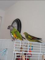 Vakantie oppas voor vogels, Dieren en Toebehoren, Meerdere dieren