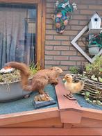 Taxidermie Eekhoorn en Pulletje, Ophalen