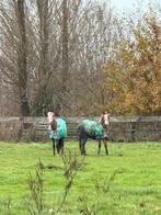 Met spoed weide/stalling gezocht voor 2 Welsh A pony’s, Weidegang, 2 of 3 paarden of pony's