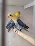 Te koop 3 jongen fischeri opaline yellow face, Dieren en Toebehoren, Meerdere dieren, Dwergpapegaai of Agapornis, Geringd