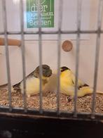 Koppel gloster kanaries, Dieren en Toebehoren, Meerdere dieren
