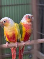 koppel pyrrhura suncheek - red opalin + koppel bonte boeren, Dieren en Toebehoren, Vogels | Parkieten en Papegaaien, Meerdere dieren