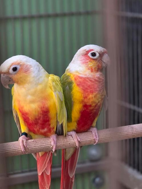 koppel pyrrhura suncheek - red opalin + koppel bonte boeren, Dieren en Toebehoren, Vogels | Parkieten en Papegaaien, Parkiet, Meerdere dieren