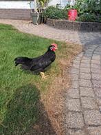Leghorn haan, Dieren en Toebehoren, Pluimvee, Mannelijk, Kip