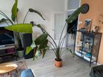 Strelitzia Nicolai - Paradijsvogelplant, Ophalen, 200 cm of meer, Overige soorten, Halfschaduw