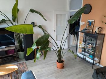 Strelitzia Nicolai - Paradijsvogelplant beschikbaar voor biedingen