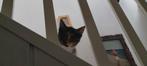 Lief lapjes kitten 10 weken oud en oudere kittens, Dieren en Toebehoren, Katten en Kittens | Overige Katten, Poes
