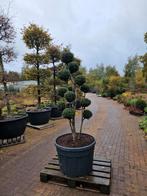 Taxus Bonsai, Tuin en Terras, Ophalen, Overige soorten, Volle zon