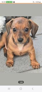Dwerg Teckelpups Teckelpups mogen verhuizen!!, Dieren en Toebehoren, Honden | Teckels en Dashonden, CDV (hondenziekte), 8 tot 15 weken