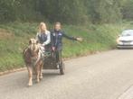 Zwarte sulky, Dieren en Toebehoren, Gebruikt, Sulky, Pony, Gesloten