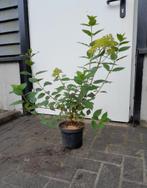Hydrangea Limelight (Hortensia) €5,-, Overige soorten, Volle zon, Vaste plant, Ophalen of Verzenden