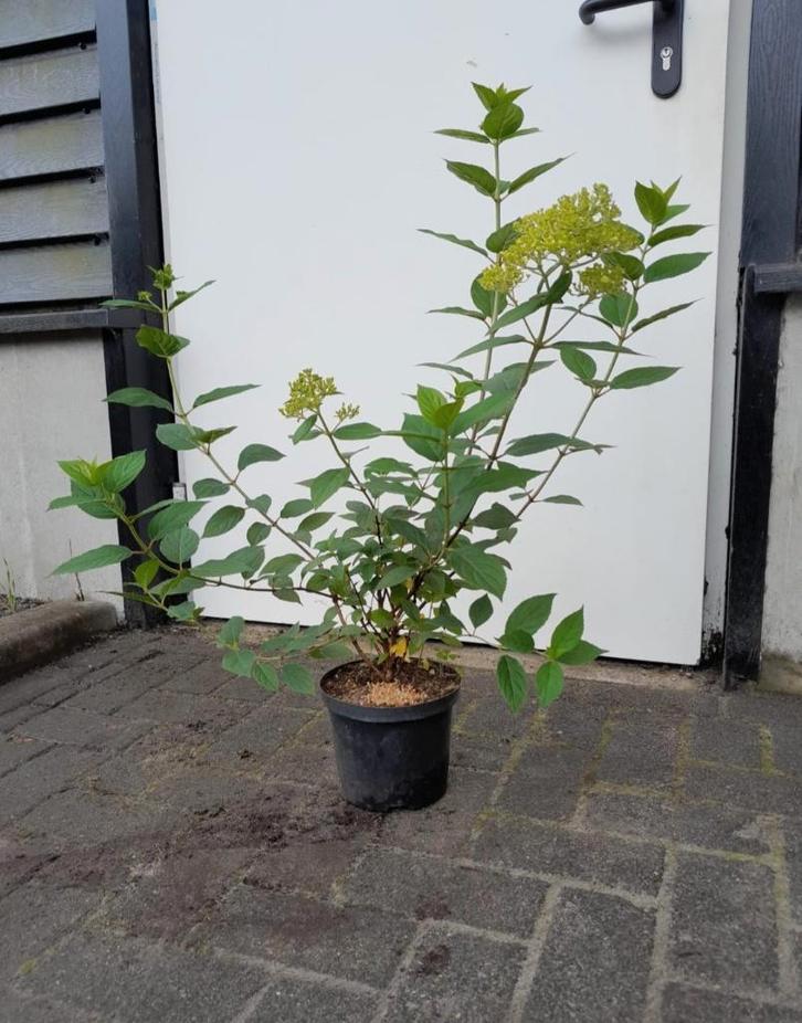 Hydrangea Limelight (Hortensia) €5,-, Tuin en Terras, Planten | Tuinplanten, Vaste plant, Overige soorten, Volle zon, Zomer, Ophalen of Verzenden