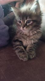 mainecoon/maine coon kitten kater, Kater, Langharig, 0 tot 2 jaar
