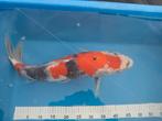 Japanse koi showa, Dieren en Toebehoren